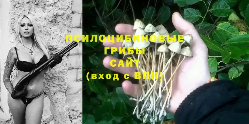 Галлюциногенные грибы Psilocybine cubensis  omg как зайти  Петропавловск-Камчатский 